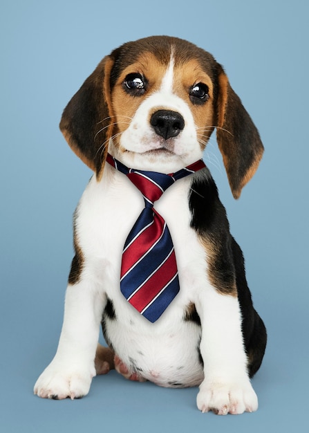 Chiot Beagle d&#39;affaires portant une cravate