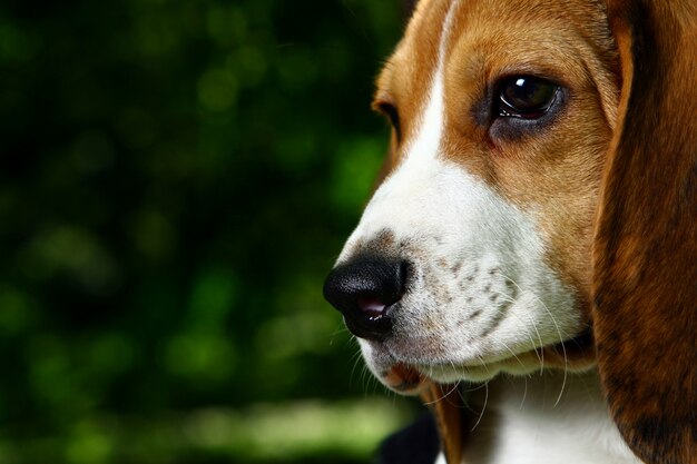 Chiot Beagle drôle dans le parc