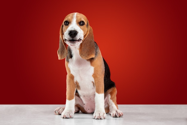 chiot beagle sur rouge