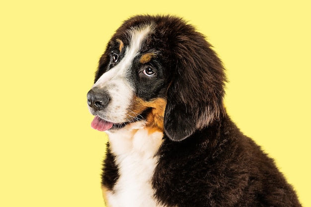 Chiot berner sennenhund sur jaune