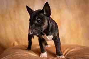 Photo gratuite chiot bull terrier miniature noir debout