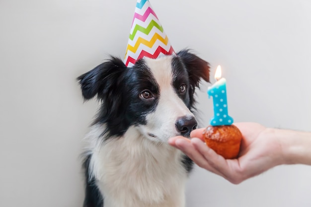 Funny Portrait Of Cute Smiling Chiot Chien Border Collie Portant Anniversaire Chapeau Idiot Regardant Gateau De Vacances Cupcake Avec Une Bougie Isole Sur Fond Blanc Photo Premium Funny Portrait Of Cute Smiling Chiot Chien Border Collie Portant Anniversaire Chapeau Idiot Regardant Gateau De Vacances Cupcake Avec Une Bougie Isole Sur Fond Blanc Photo Premium