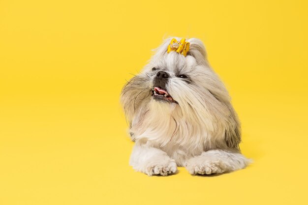 Chiot Shih-tzu portant un arc orange. Chien mignon ou animal de compagnie est allongé isolé sur fond jaune. Le chien chrysanthème. Espace négatif pour insérer votre texte ou image.