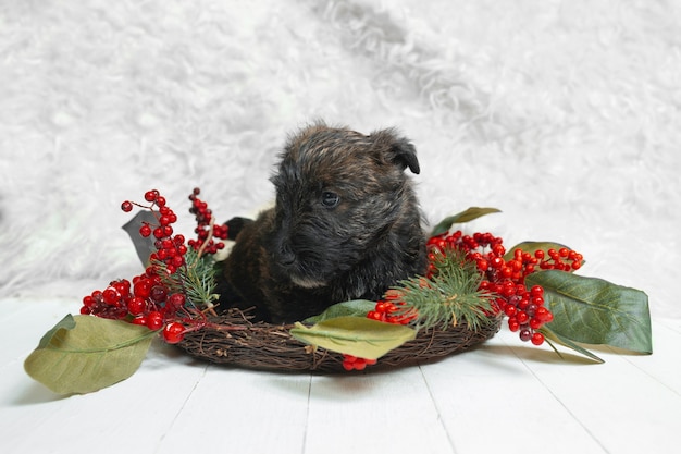 Chiot terrier écossais posant. Chien ou animal de compagnie noir mignon jouant avec la décoration de Noël et du nouvel an.