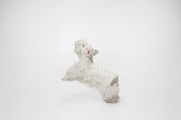 Photo gratuite chiot terrier soigné avec fourrure duveteuse. mignon petit chien blanc ou animal de compagnie joue et court isolé sur fond blanc.