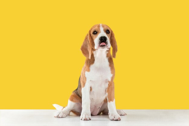 Chiot tricolore Beagle pose