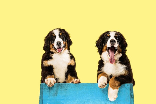 Chiots Berner Sennenhund sur mur jaune