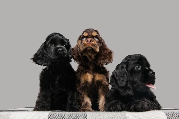 Chiots cocker américain posant. Mignon toutou noir-noir ou animaux jouant sur fond gris.