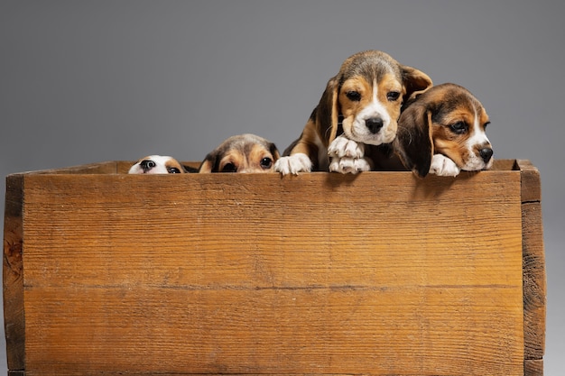 Chiots tricolores Beagle posent dans une boîte en bois. Chiens mignons ou animaux jouant sur un mur gris. Ayez l'air attentif et ludique.Concept de mouvement, de mouvement, d'action. Espace négatif.