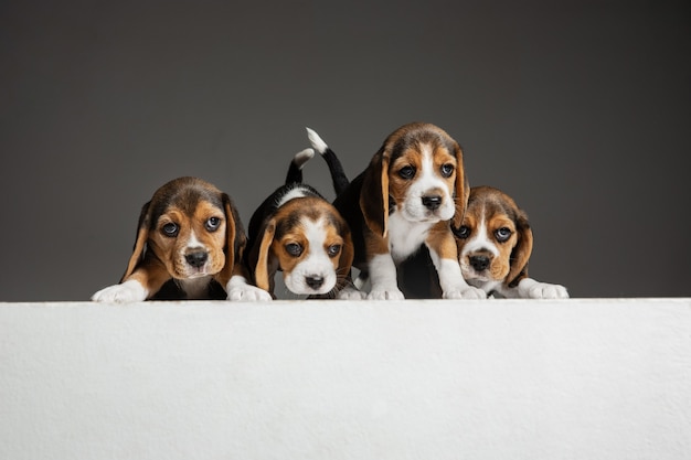 Les chiots tricolores Beagle posent. Mignons toutous ou animaux de compagnie blanc-brun-noir jouant sur fond gris.