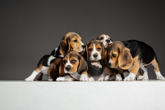 Photo gratuite les chiots tricolores beagle posent. mignons toutous ou animaux de compagnie blanc-brun-noir jouant sur fond gris.
