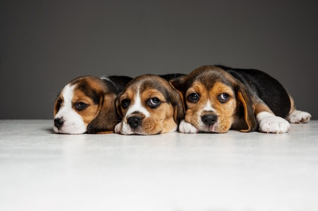 Les chiots tricolores Beagle posent