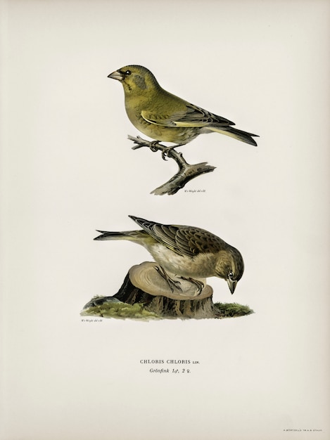 Chloris Chloris illustré par les frères von Wright.