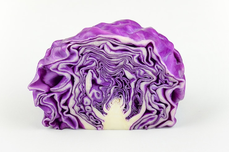 Photo gratuit le chou violet