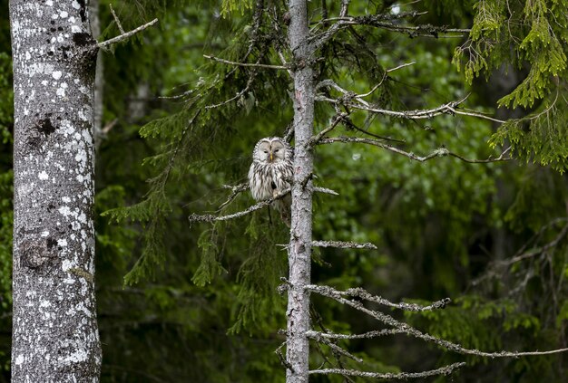 Chouette assise sur une branche d'arbre en forêt
