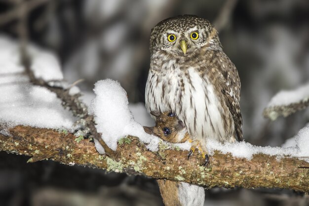 Chouette assise sur une branche couverte de neige