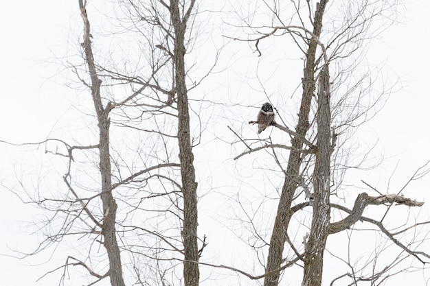 Chouette assise sur une branche en hiver pendant la journée