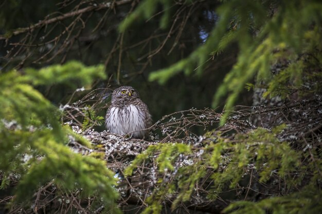 Chouette brune et blanche sur une branche d'arbre