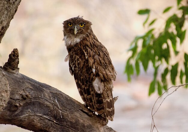 Chouette debout sur un arbre