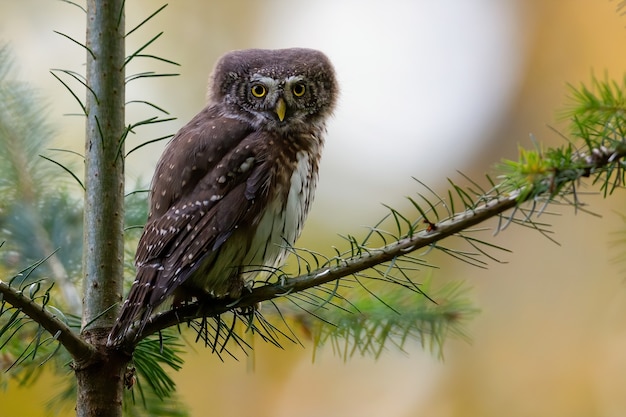 Chouette Perle Mignon Sur Une Branche D'un Arbre