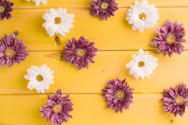 Chrysanthème et fleurs de Marguerite blanche sur une planche en bois jaune