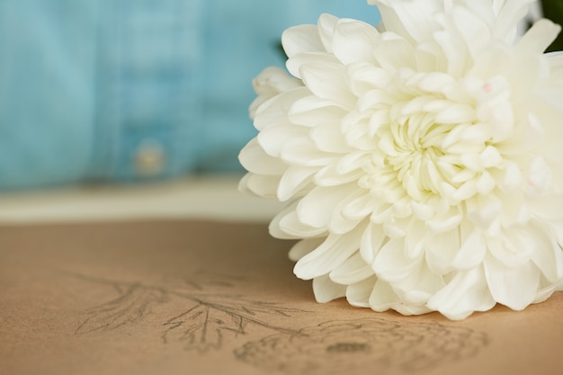 Chrysanthème frais sur table