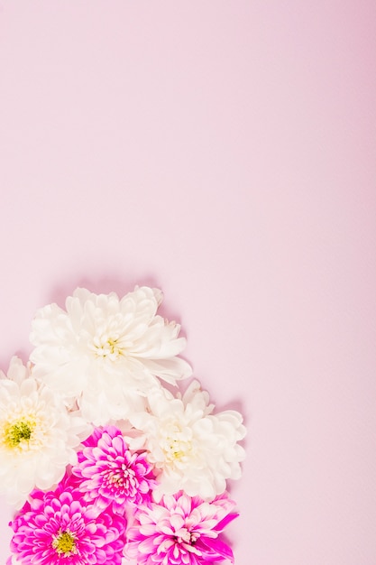 Chrysanthème rose et fleur blanche sur fond rose