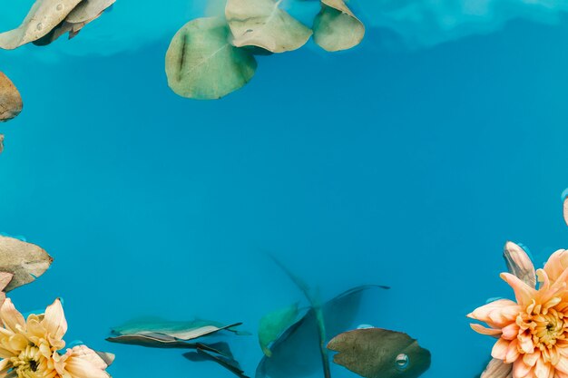 Chrysanthèmes dans l'eau bleue avec espace de copie