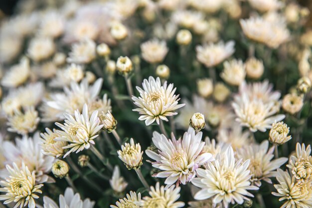 Les chrysanthèmes jaunes fleurissent en automne dans le parc, journée ensoleillée d'automne.