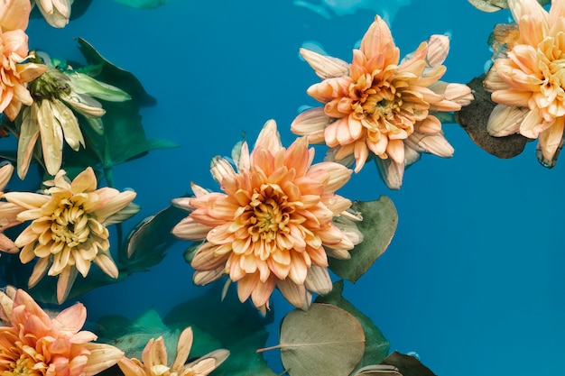 Chrysanthèmes orange pâle vue de dessus dans l'eau bleue