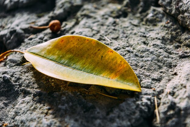 Une chute de feuilles jaunes