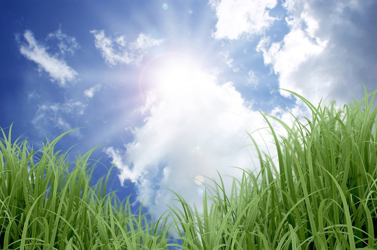 Photo gratuit ciel bleu ensoleillé et herbe