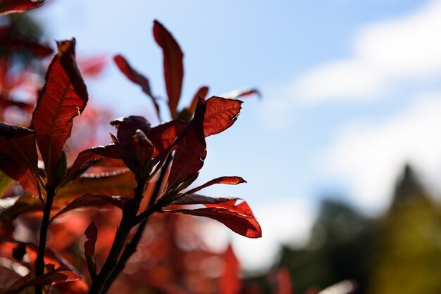 Ciel bleu fond feuilles rouges