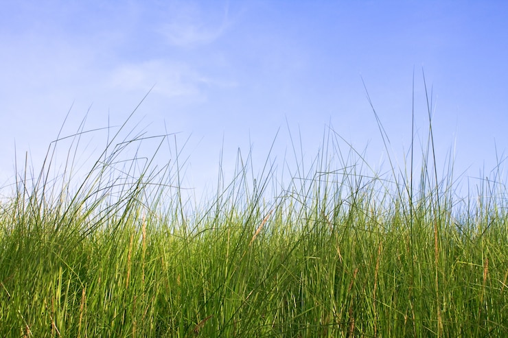 Photo gratuit ciel netherlands paysage idyllique dune