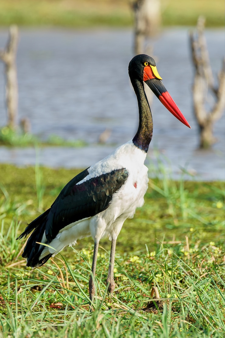 Photo gratuit cigogne à bec de selle femelle