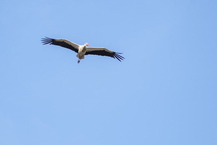 Photo gratuit cigogne blanche volant dans le ciel bleu