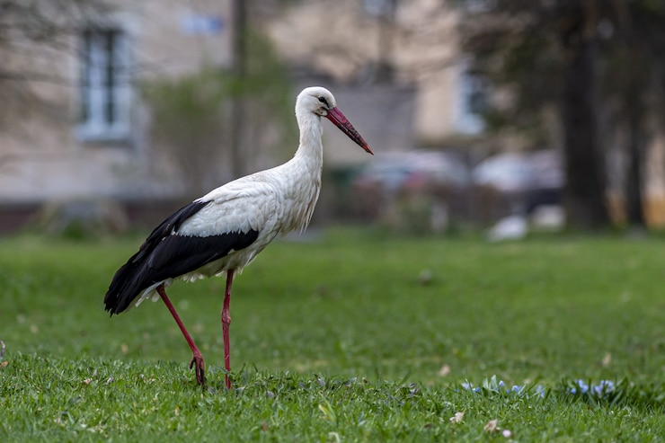 Photo gratuit cigogne debout sur champ vert