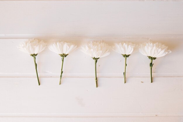 Cinq marguerites sur une rangée sur une table en bois blanc