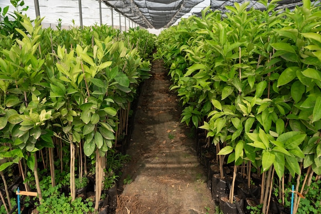 Citronniers biologiques à l'intérieur d'une serre