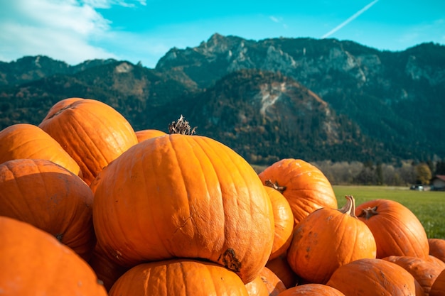 Citrouilles de différentes tailles empilées les unes sur les autres derrière une montagne