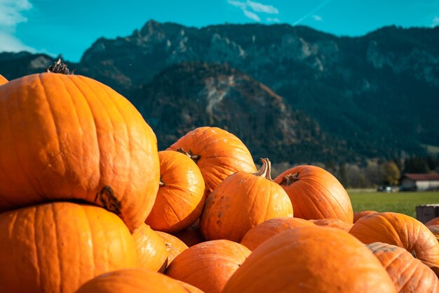 Citrouilles de différentes tailles empilées les unes sur les autres derrière une montagne