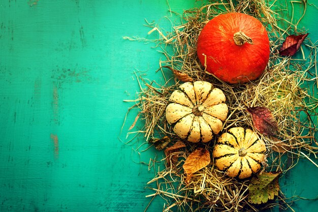 Citrouilles d&#39;orange savoureuses sur des feuilles d&#39;automne de fourrure sur un beau fond turquoise Vue de dessus