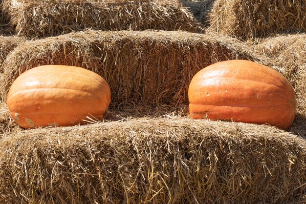 Citrouilles sur la paille