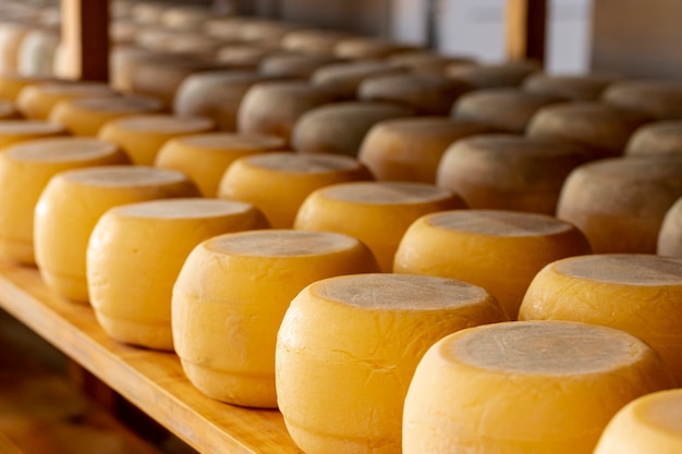 Close-up assortiment de délicieux fromages