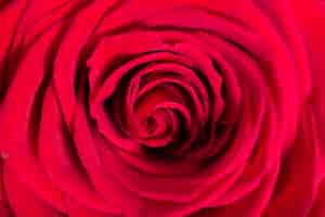 Photo gratuite close-up belle rose rouge