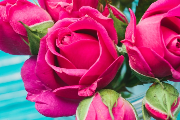 Photo gratuite close-up de belles roses