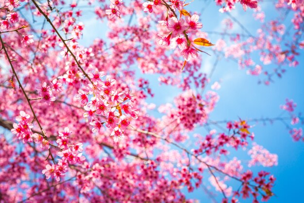 Close-up des branches fleuries