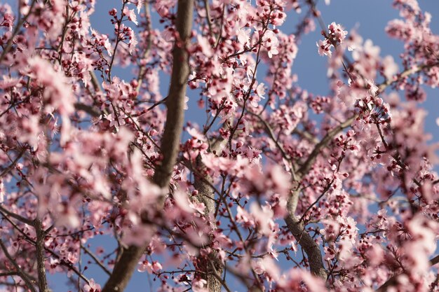 Close-up des branches fleuries