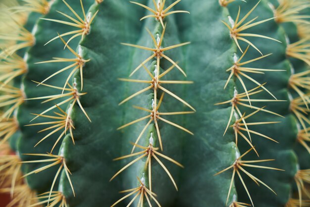 Close-up de cactus épineux