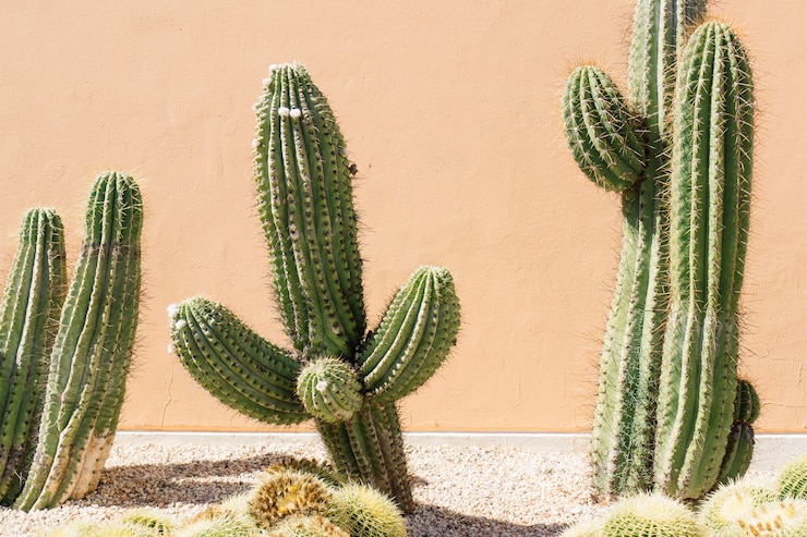 Photo gratuit close-up de champ de cactus